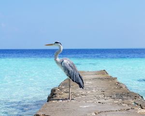 Preview wallpaper heron, sea, ocean, bird