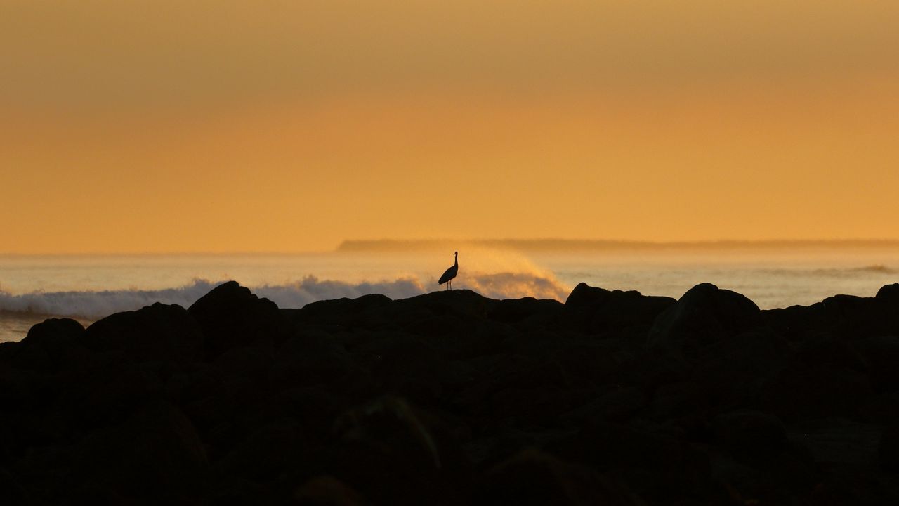 Wallpaper heron, silhouette, sea, waves, nature