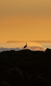 Preview wallpaper heron, silhouette, sea, waves, nature