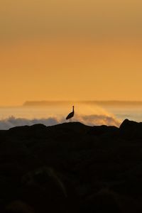 Preview wallpaper heron, silhouette, sea, waves, nature