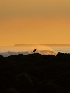 Preview wallpaper heron, silhouette, sea, waves, nature