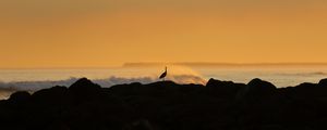 Preview wallpaper heron, silhouette, sea, waves, nature