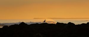 Preview wallpaper heron, silhouette, sea, waves, nature