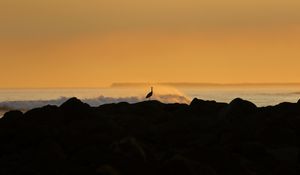 Preview wallpaper heron, silhouette, sea, waves, nature