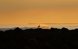 Preview wallpaper heron, silhouette, sea, waves, nature
