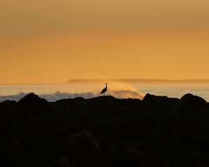 Preview wallpaper heron, silhouette, sea, waves, nature