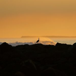 Preview wallpaper heron, silhouette, sea, waves, nature