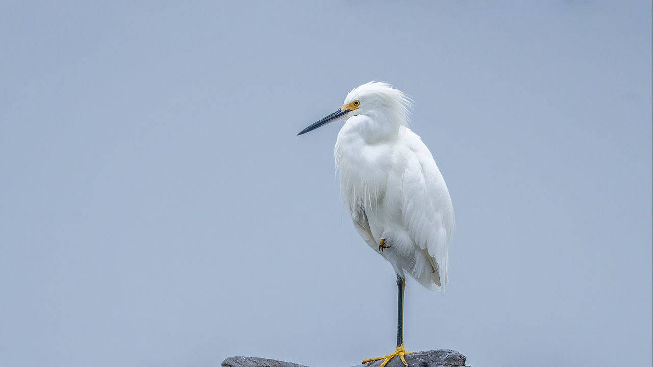 Wallpaper heron, white heron, bird, beak, white
