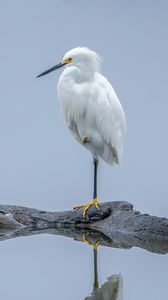 Preview wallpaper heron, white heron, bird, beak, white