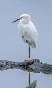 Preview wallpaper heron, white heron, bird, beak, white