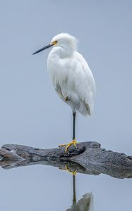 Preview wallpaper heron, white heron, bird, beak, white