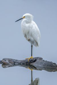 Preview wallpaper heron, white heron, bird, beak, white