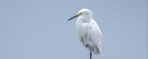 Preview wallpaper heron, white heron, bird, beak, white