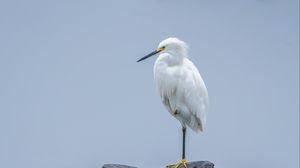 Preview wallpaper heron, white heron, bird, beak, white