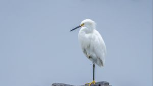 Preview wallpaper heron, white heron, bird, beak, white