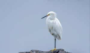 Preview wallpaper heron, white heron, bird, beak, white