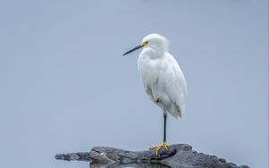 Preview wallpaper heron, white heron, bird, beak, white