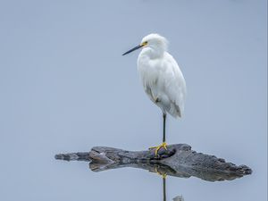 Preview wallpaper heron, white heron, bird, beak, white