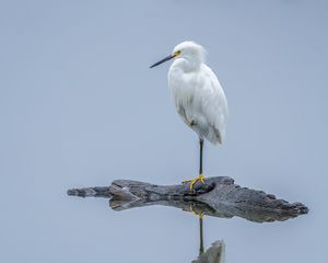 Preview wallpaper heron, white heron, bird, beak, white