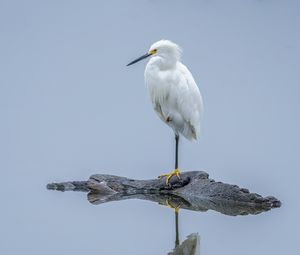 Preview wallpaper heron, white heron, bird, beak, white