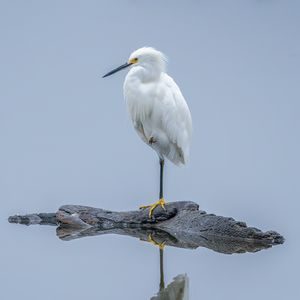 Preview wallpaper heron, white heron, bird, beak, white