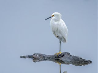 320x240 Wallpaper heron, white heron, bird, beak, white