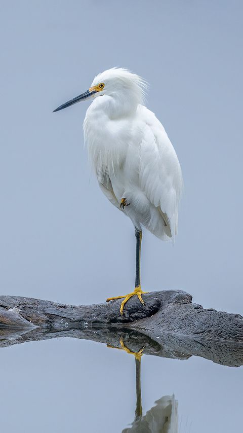 480x854 Wallpaper heron, white heron, bird, beak, white