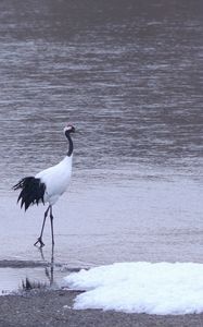 Preview wallpaper herons, birds, coast, couple, walk