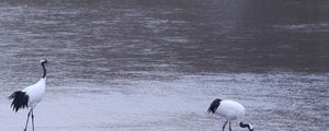 Preview wallpaper herons, birds, coast, couple, walk