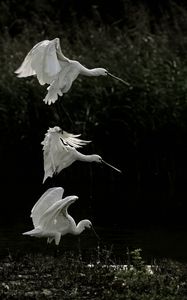 Preview wallpaper herons, birds, wings, wildlife