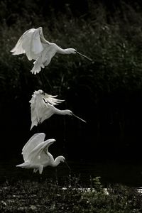 Preview wallpaper herons, birds, wings, wildlife