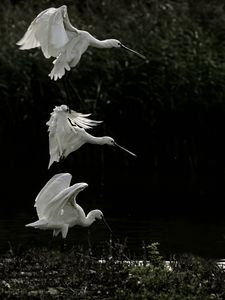 Preview wallpaper herons, birds, wings, wildlife