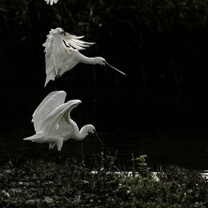 Preview wallpaper herons, birds, wings, wildlife