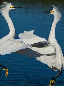 Preview wallpaper herons, water, river, couple