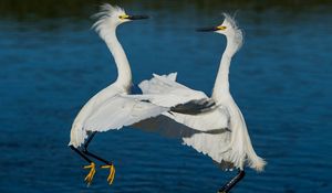 Preview wallpaper herons, water, river, couple