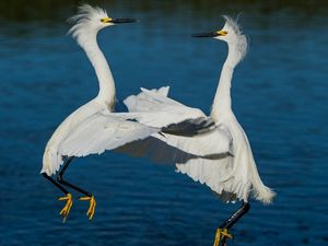 Preview wallpaper herons, water, river, couple