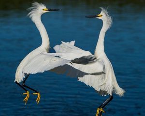 Preview wallpaper herons, water, river, couple