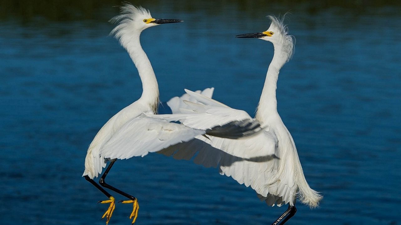 Wallpaper herons, water, river, couple hd, picture, image