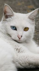 Preview wallpaper heterochromia, cat, down, eyes, legs