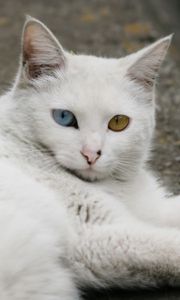 Preview wallpaper heterochromia, cat, down, eyes, legs