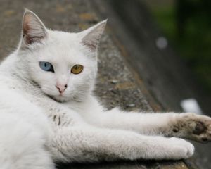 Preview wallpaper heterochromia, cat, down, eyes, legs