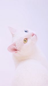 Preview wallpaper heterochromia, cat, muzzle, white, minimalism