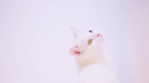 Preview wallpaper heterochromia, cat, muzzle, white, minimalism