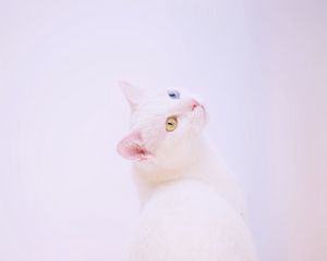 Preview wallpaper heterochromia, cat, muzzle, white, minimalism