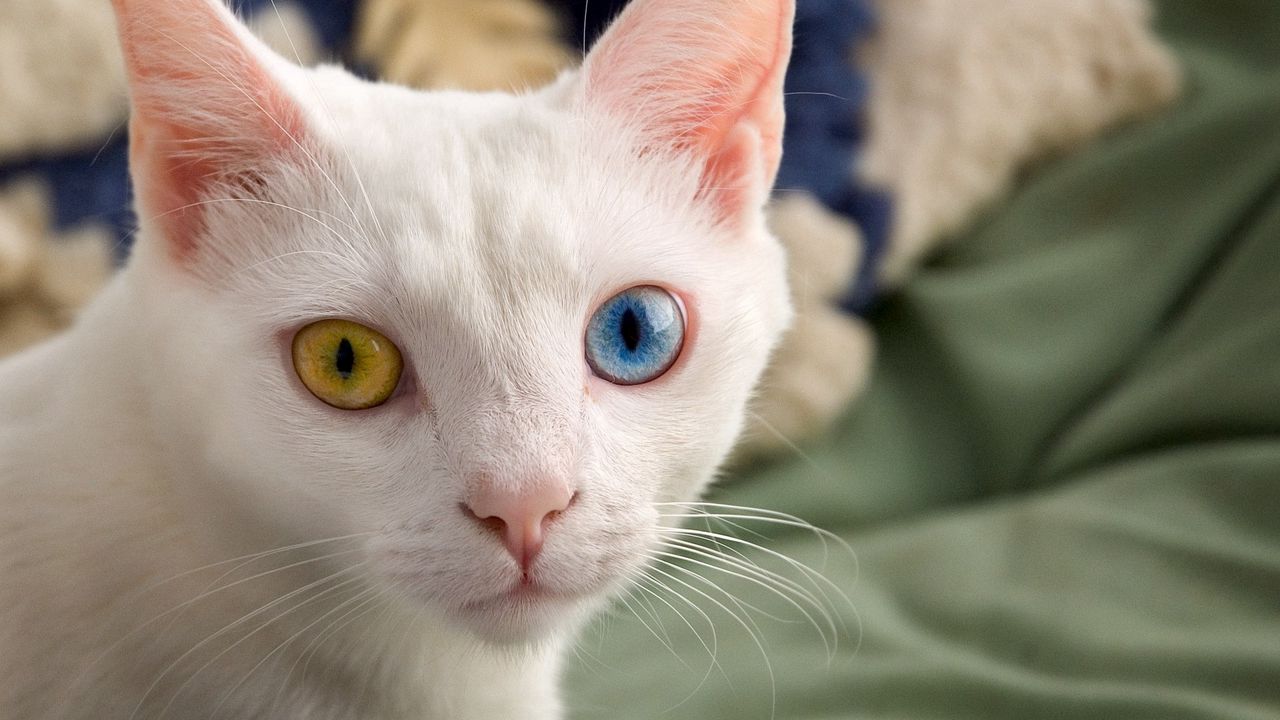 Wallpaper heterochromia, different eyes, color, light, cat