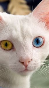Preview wallpaper heterochromia, different eyes, color, light, cat