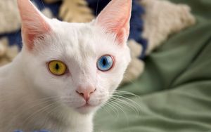 Preview wallpaper heterochromia, different eyes, color, light, cat