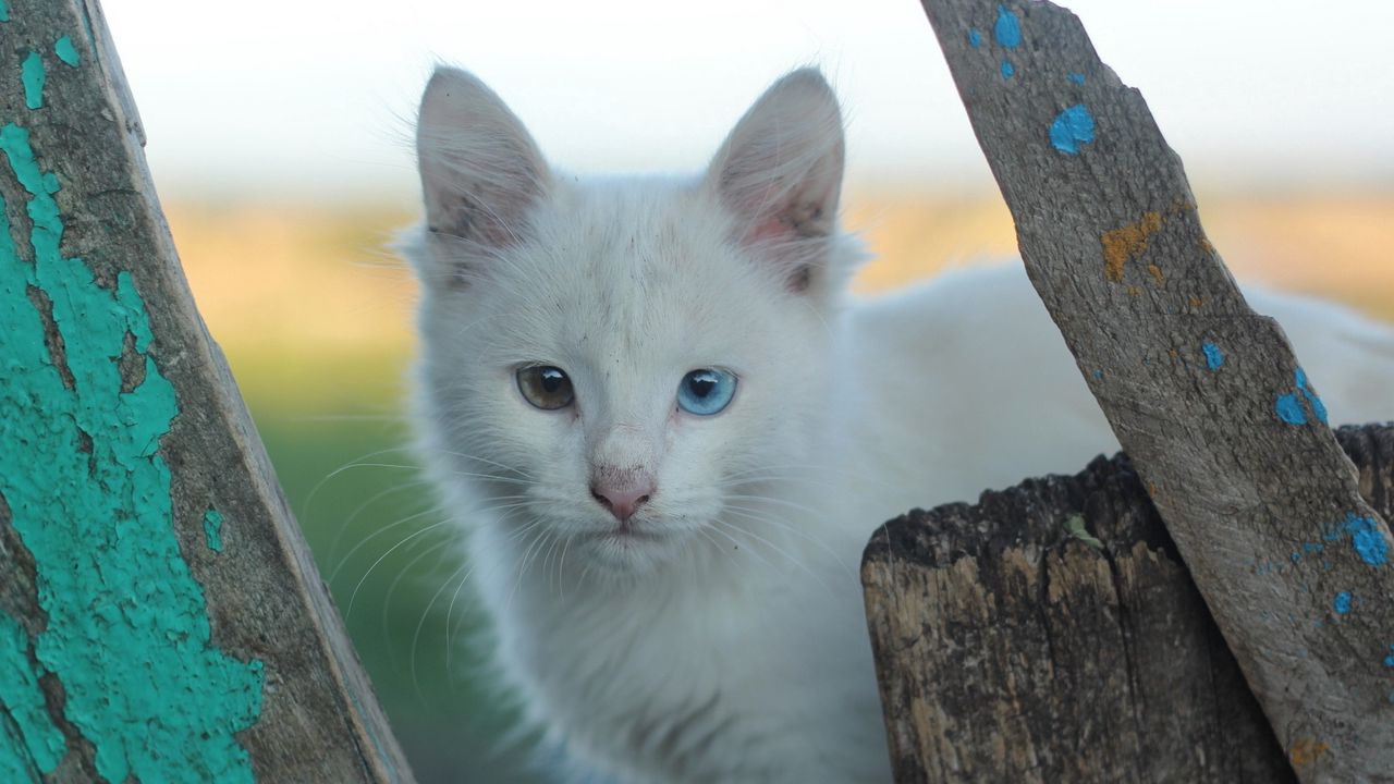 Wallpaper heterochromia, white cat, cat, muzzle