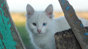 Preview wallpaper heterochromia, white cat, cat, muzzle