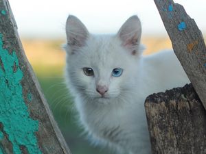 Preview wallpaper heterochromia, white cat, cat, muzzle